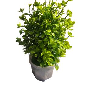 planta decorativa hojas